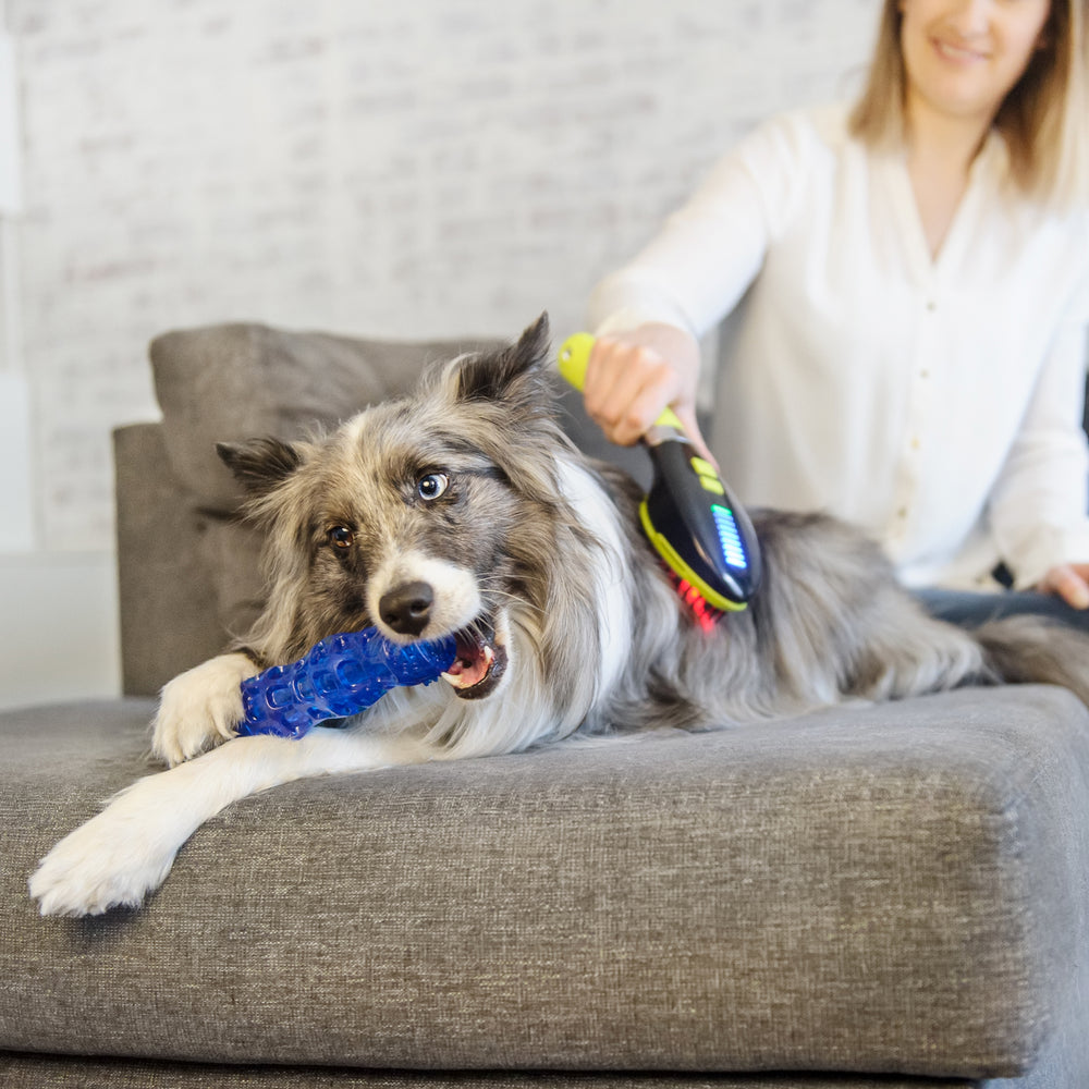 Using the Dog Med Laser at home