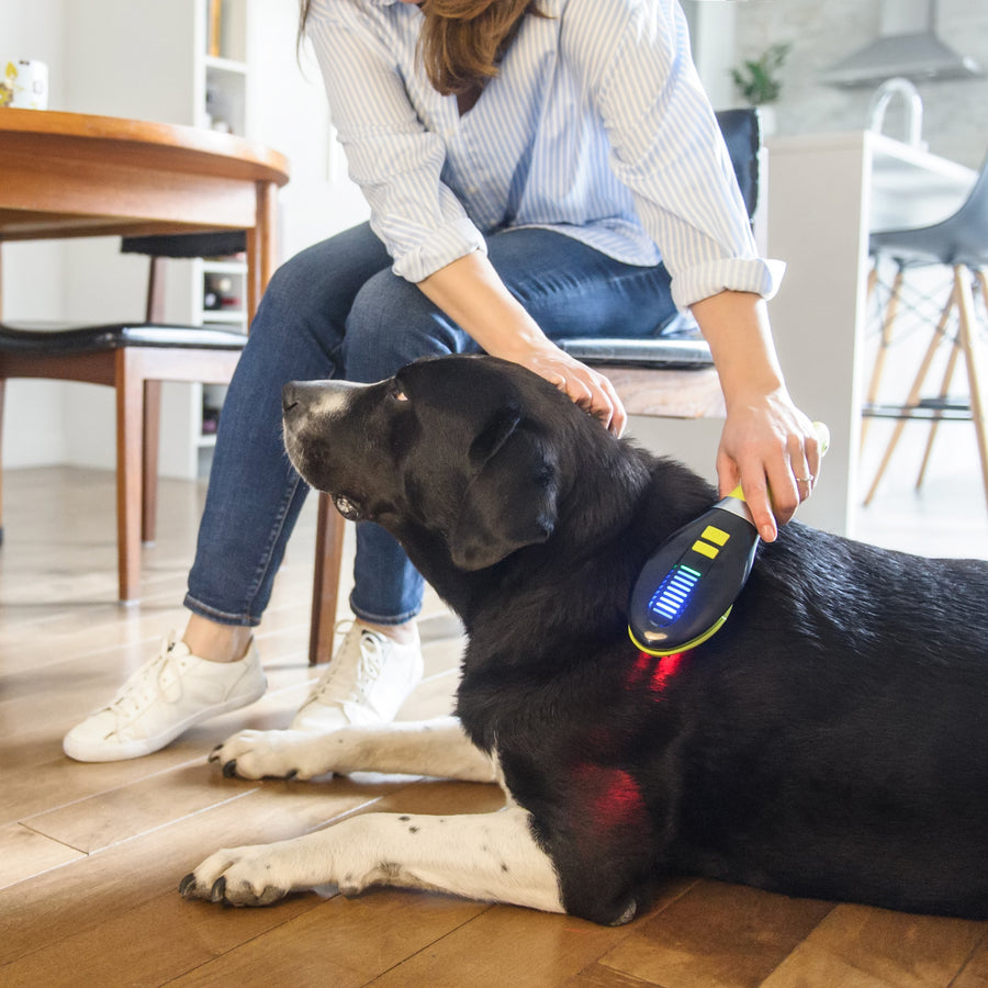Using the Dog Med Laser at home