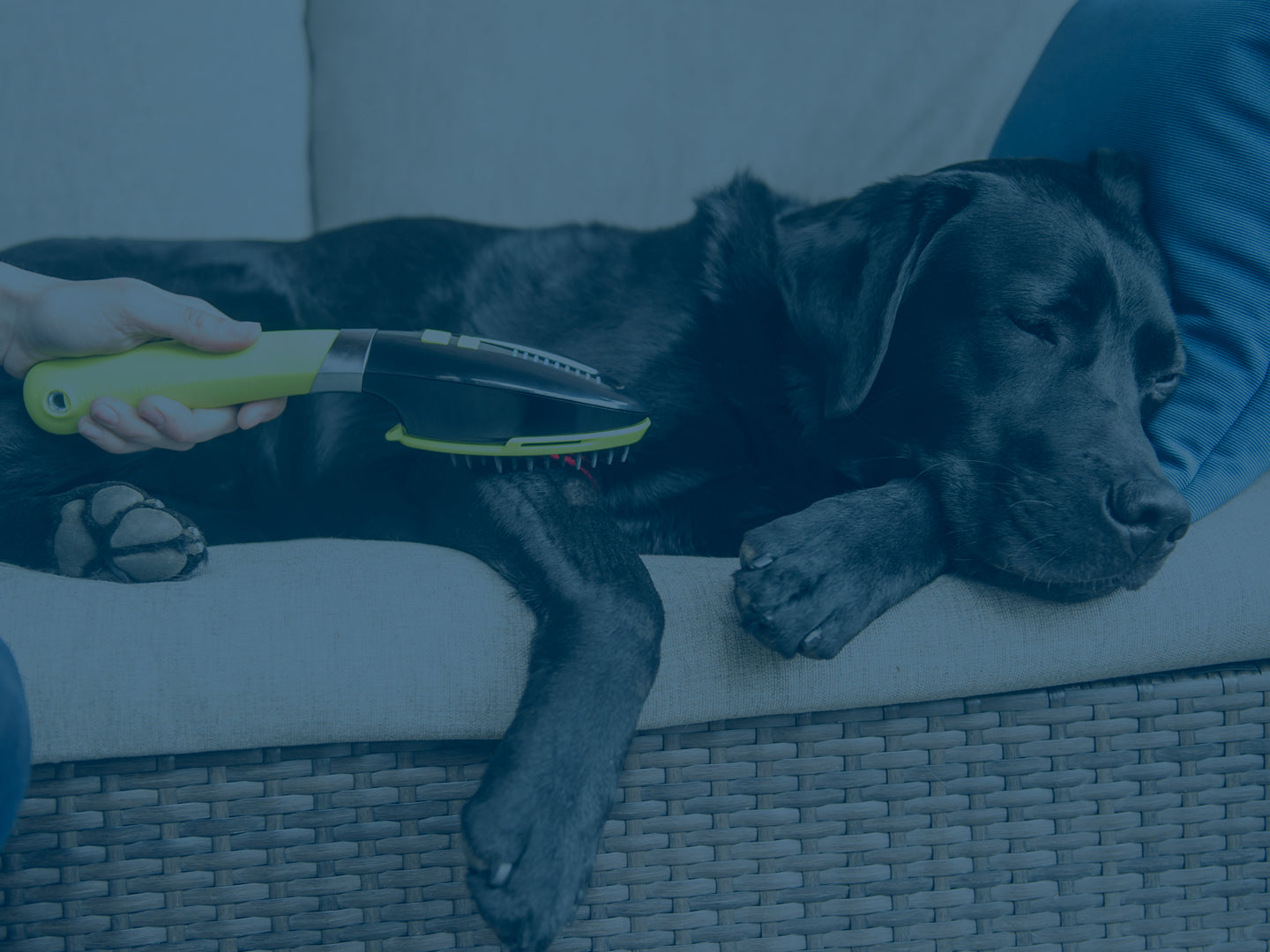 Dog Med Laser Technical Certifications